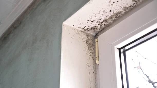 Best Mold Damage Repair  in Calhoun Falls, SC