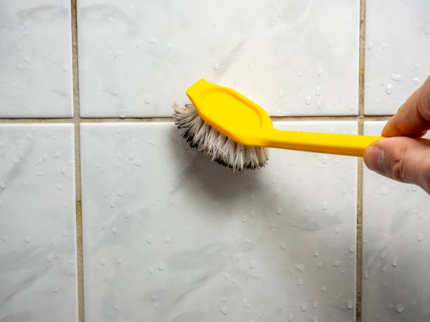 Professional Mold Removal in Calhoun Falls, SC